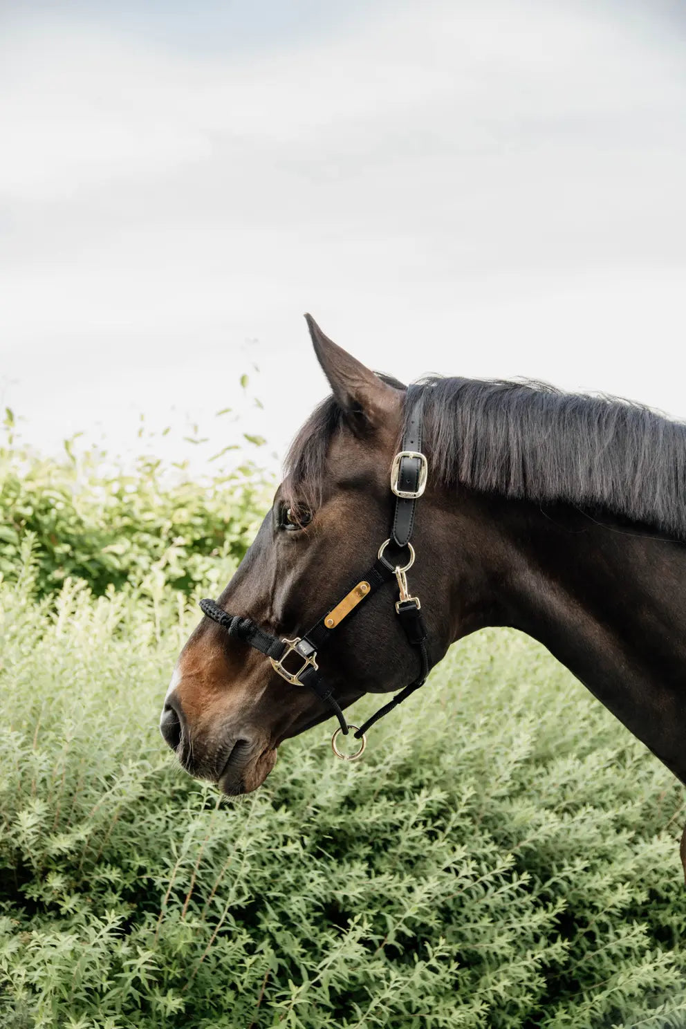 Kentucky Training / Control Halter Black
