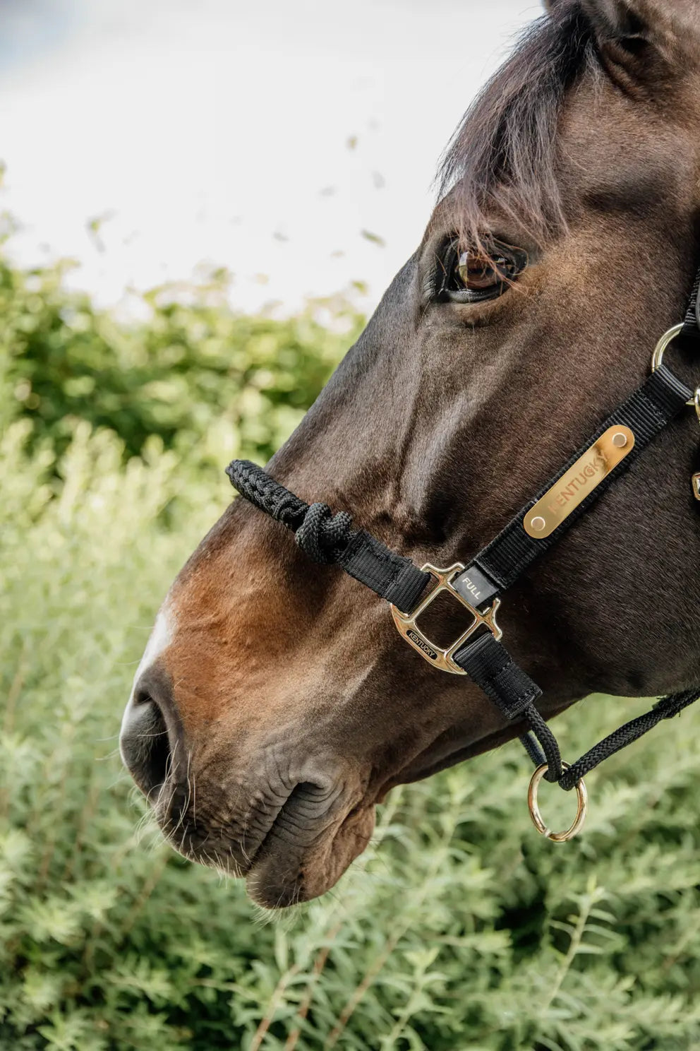 Kentucky Training / Control Halter Black