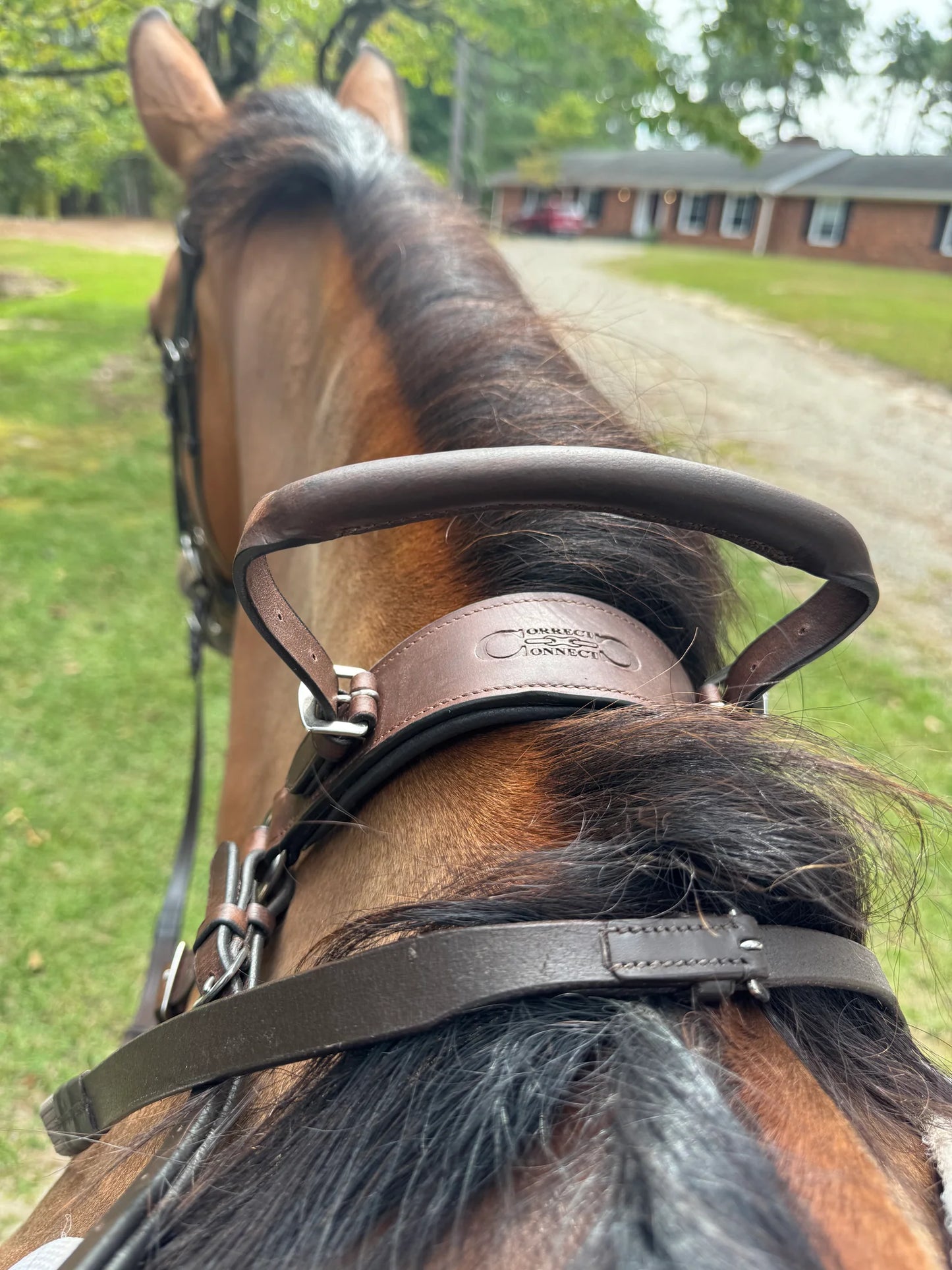 Correct Connect 3-Point Breastplate with Double Neck Strap