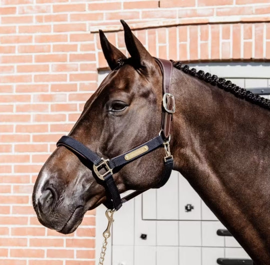 Kentucky Nylon Anatomic Halter