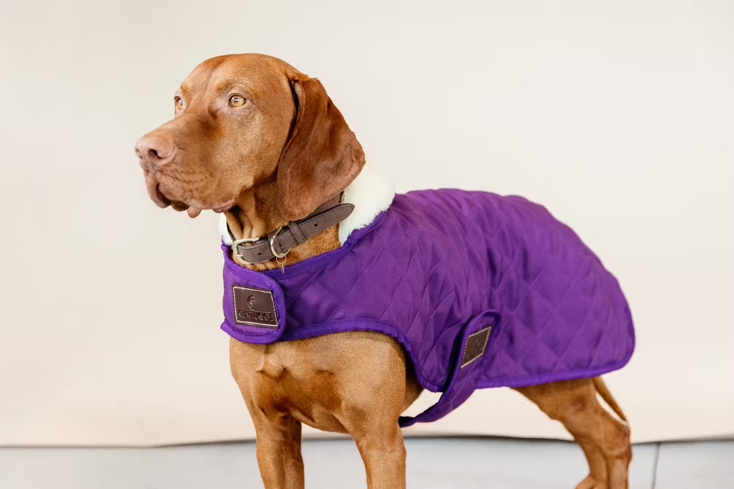 Kentucky Dog Rug Original Purple | Choose Size