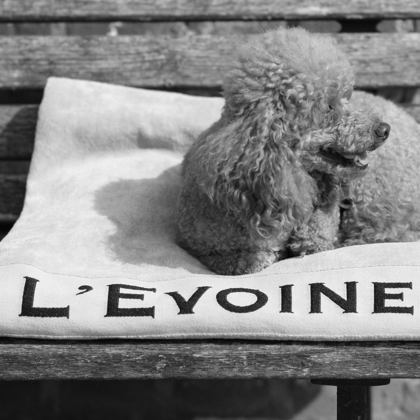 L'Evoine Signature Cotton Terry Blanket