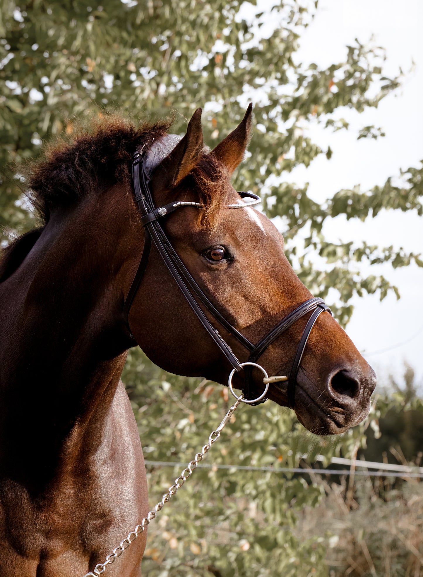 Finesse Snaffle Bridle | Zorro Jumping Style | Brown Leather with Silver Clincher Browband