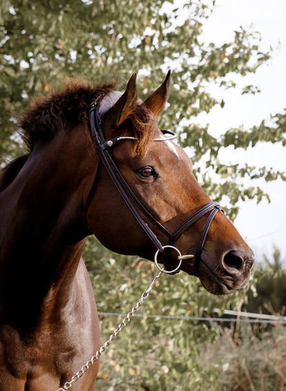 Finesse Snaffle Bridle | Zorro Jumping Style | Brown Leather with Silver Clincher Browband
