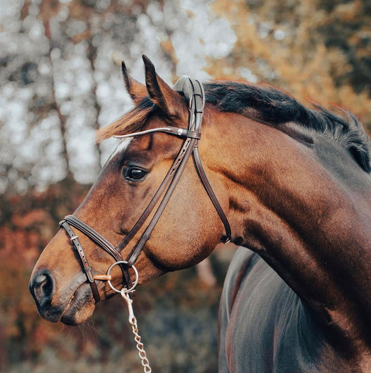 Finesse Snaffle Bridle | Zorro Jumping Style | Brown Leather with Silver Clincher Browband